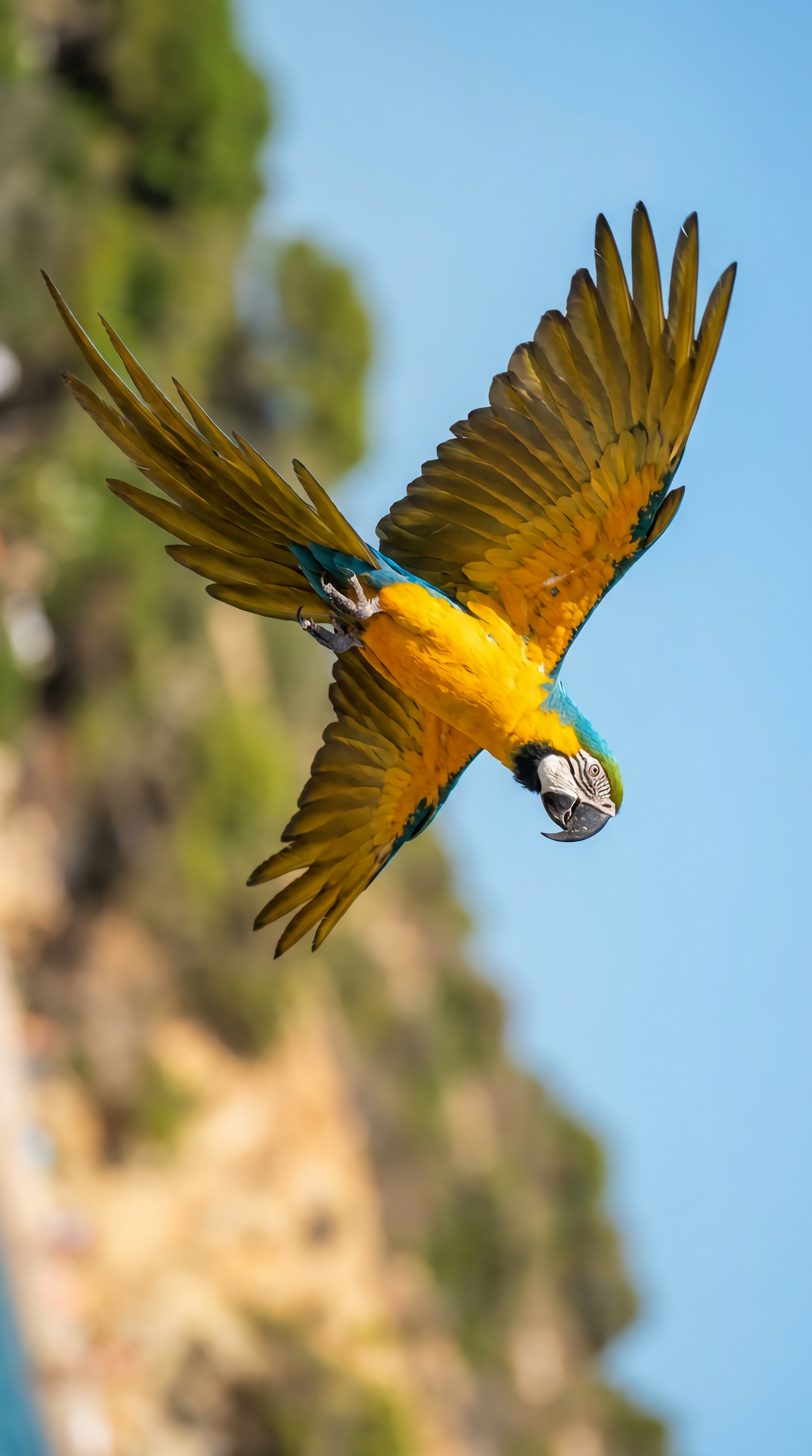 Vibrant blue macaw flying across clear blue summer sky