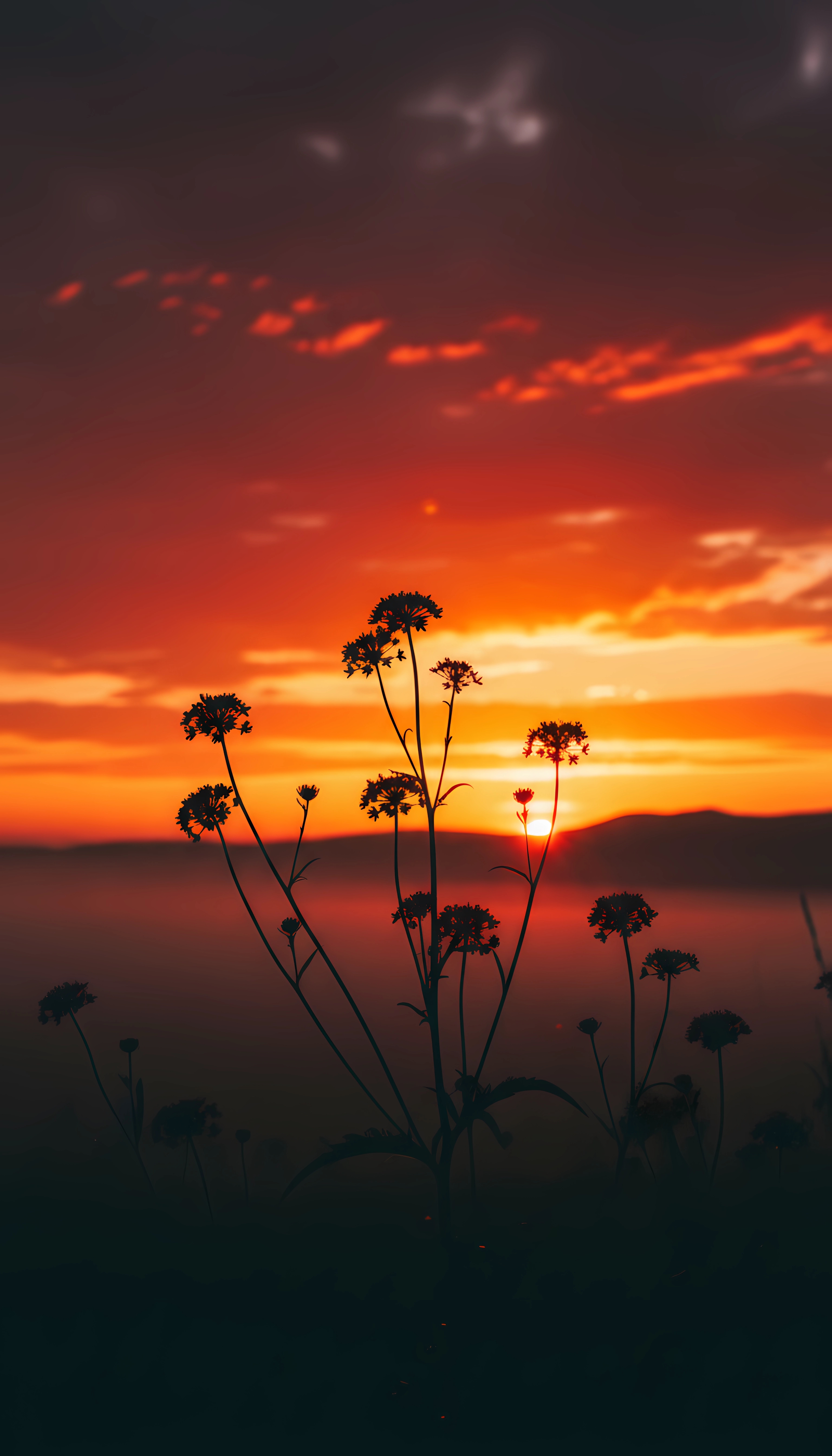 Sunset Wildflower Silhouette – Warm Nature Aesthetic Wallpaper