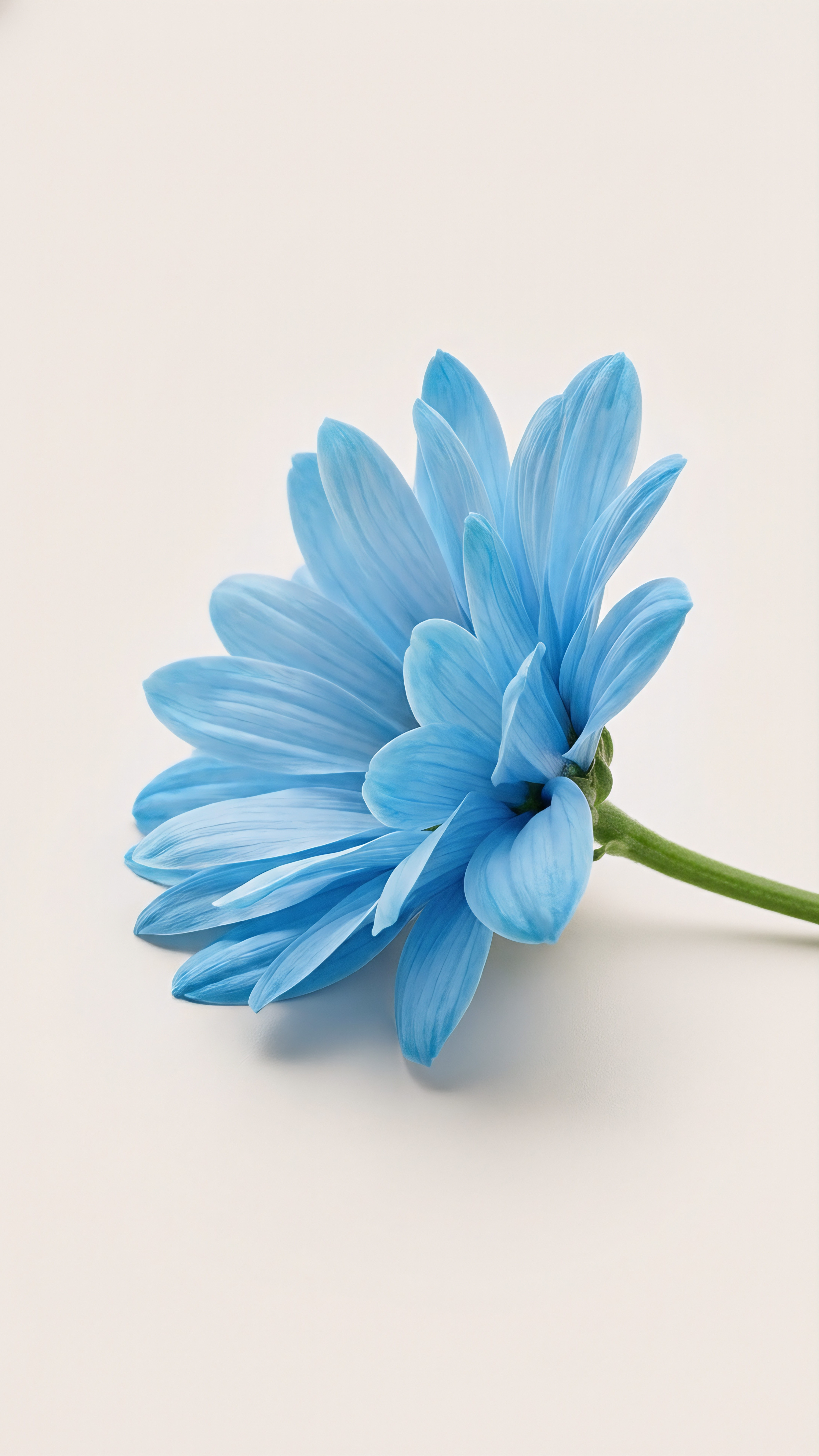 Soft Blue Blossom – Artistic Flowers Wallpaper