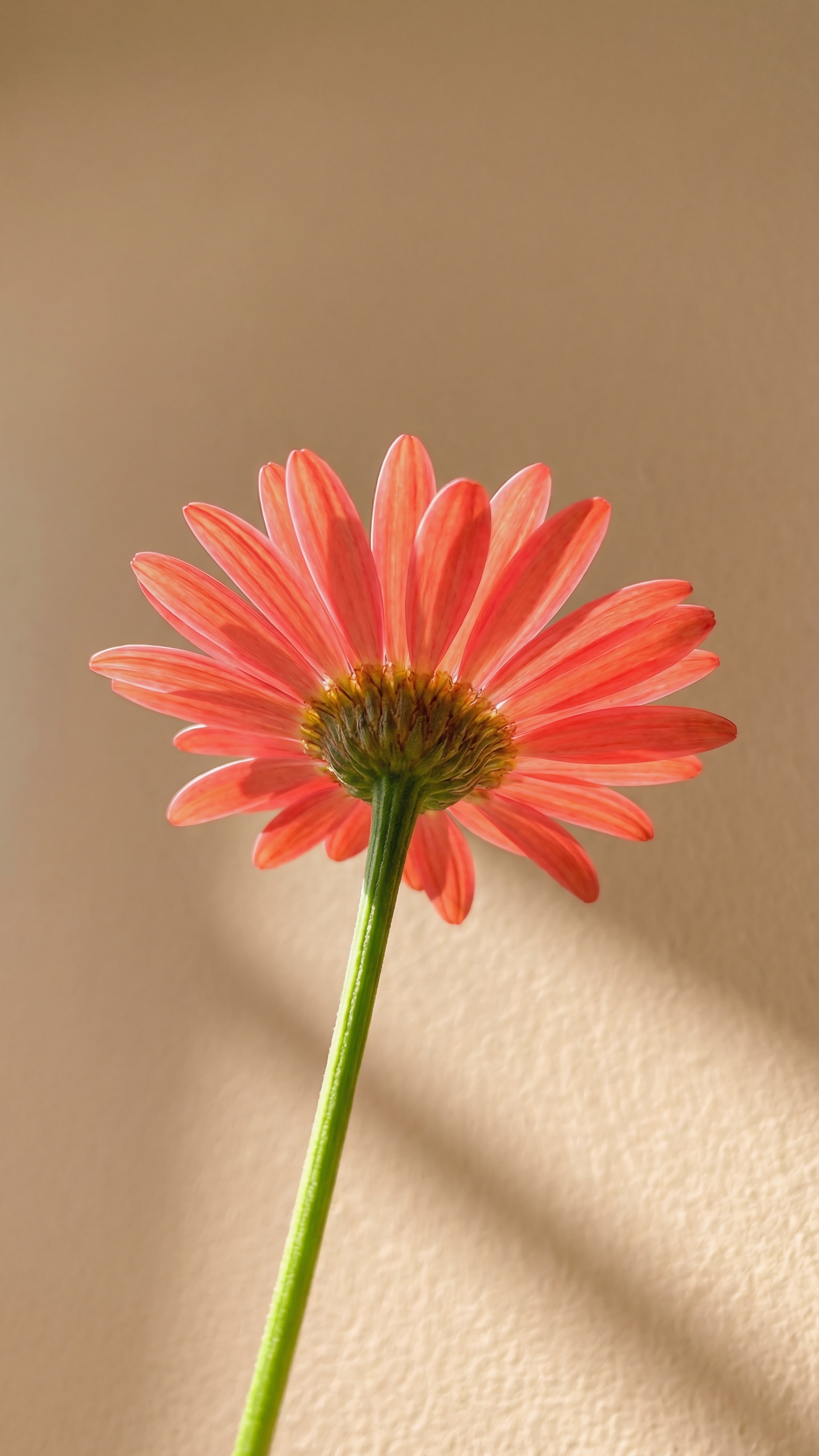 Coral Daisy Glow – Warm Flowers Wallpaper